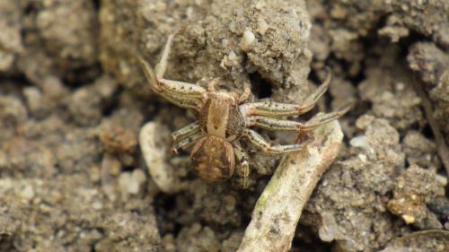 Réf. 230 664 : Xysticus kochi